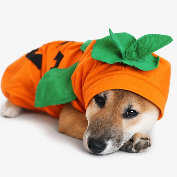 Disfraz Calabaza